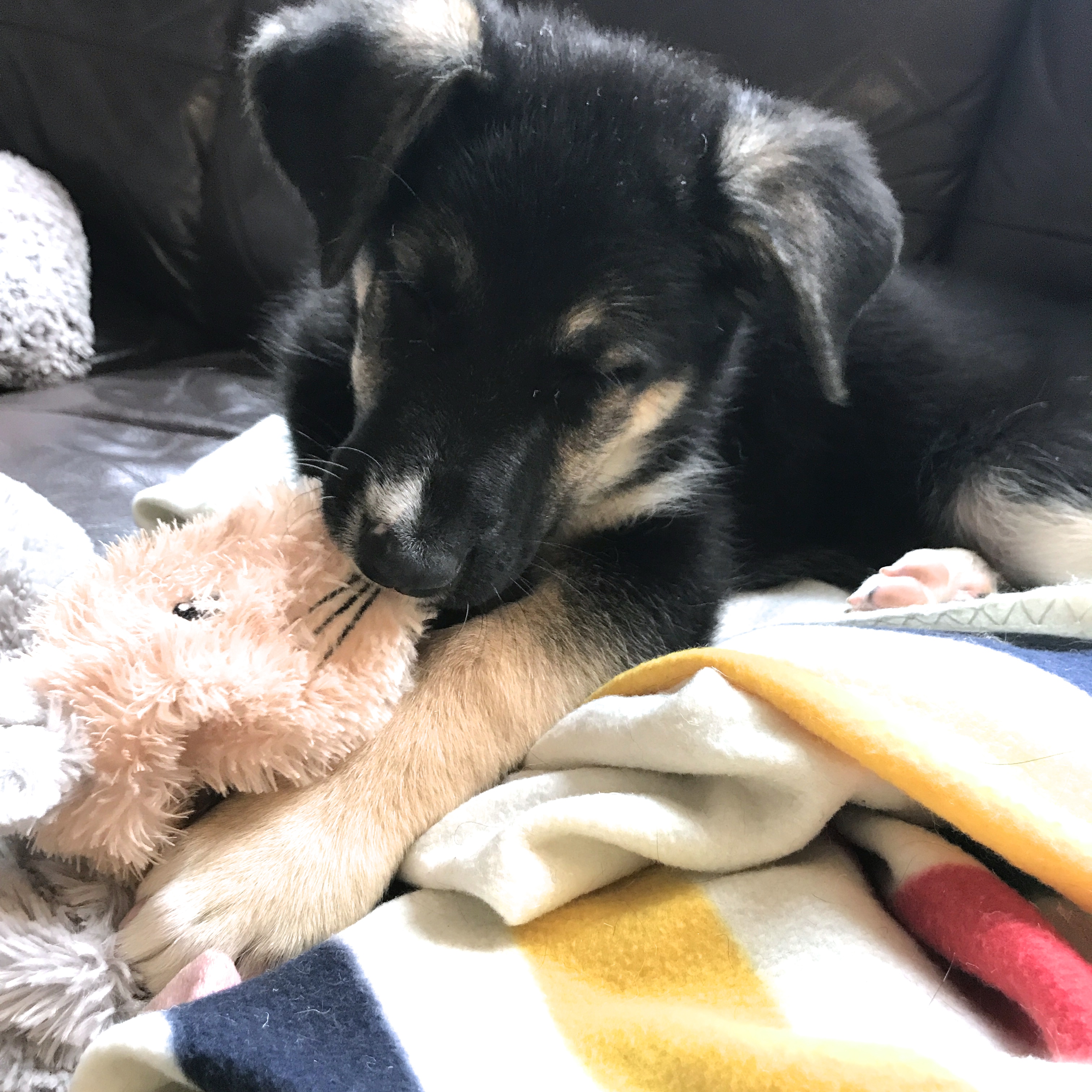 Puppy with toy and Hudson's Bay Blanket.
