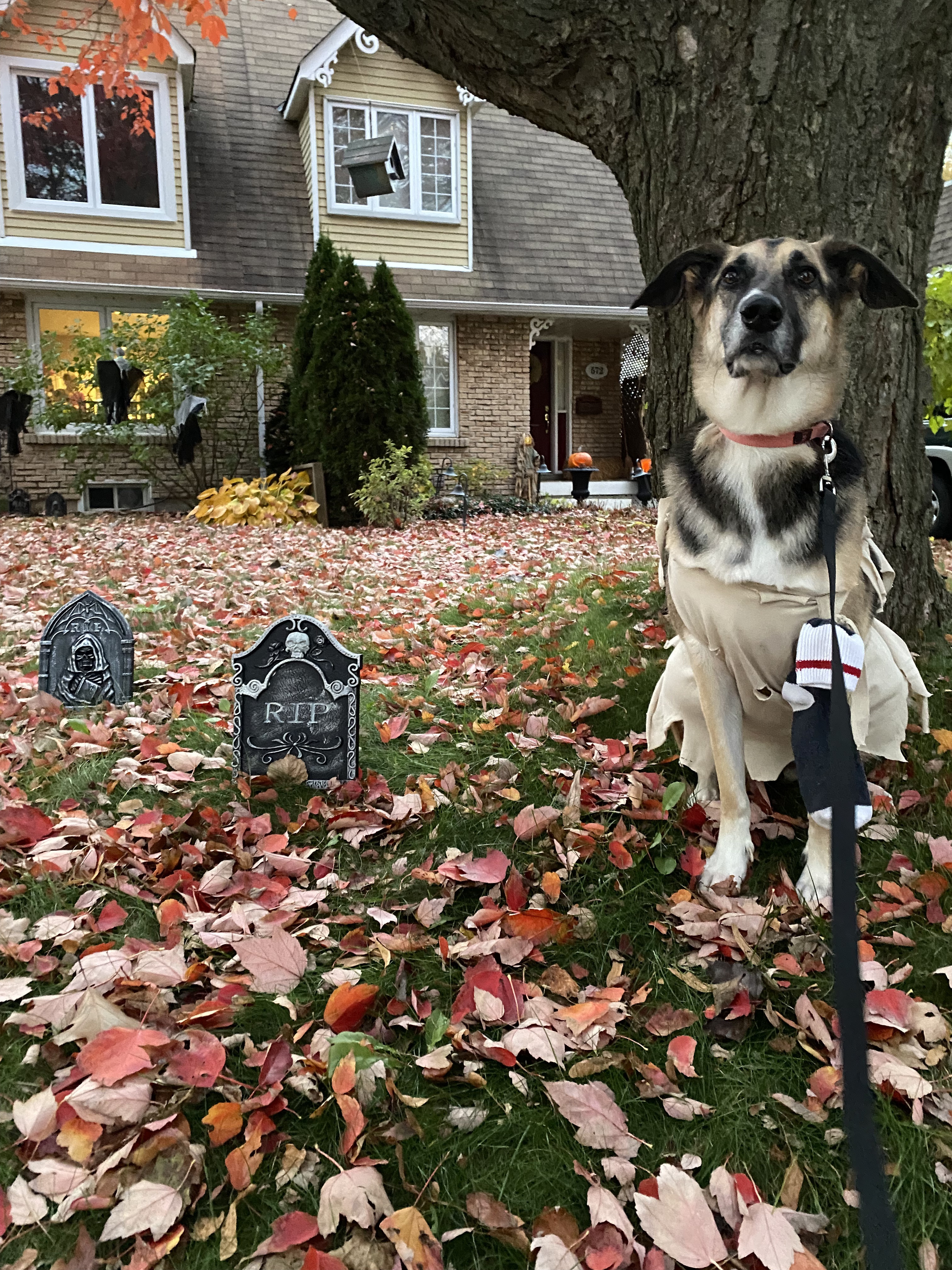 German shepherd in a Dobby from Harry Potter Dog Costume on a front lawn decorated in halloween decorations and fallen autumn leaves.