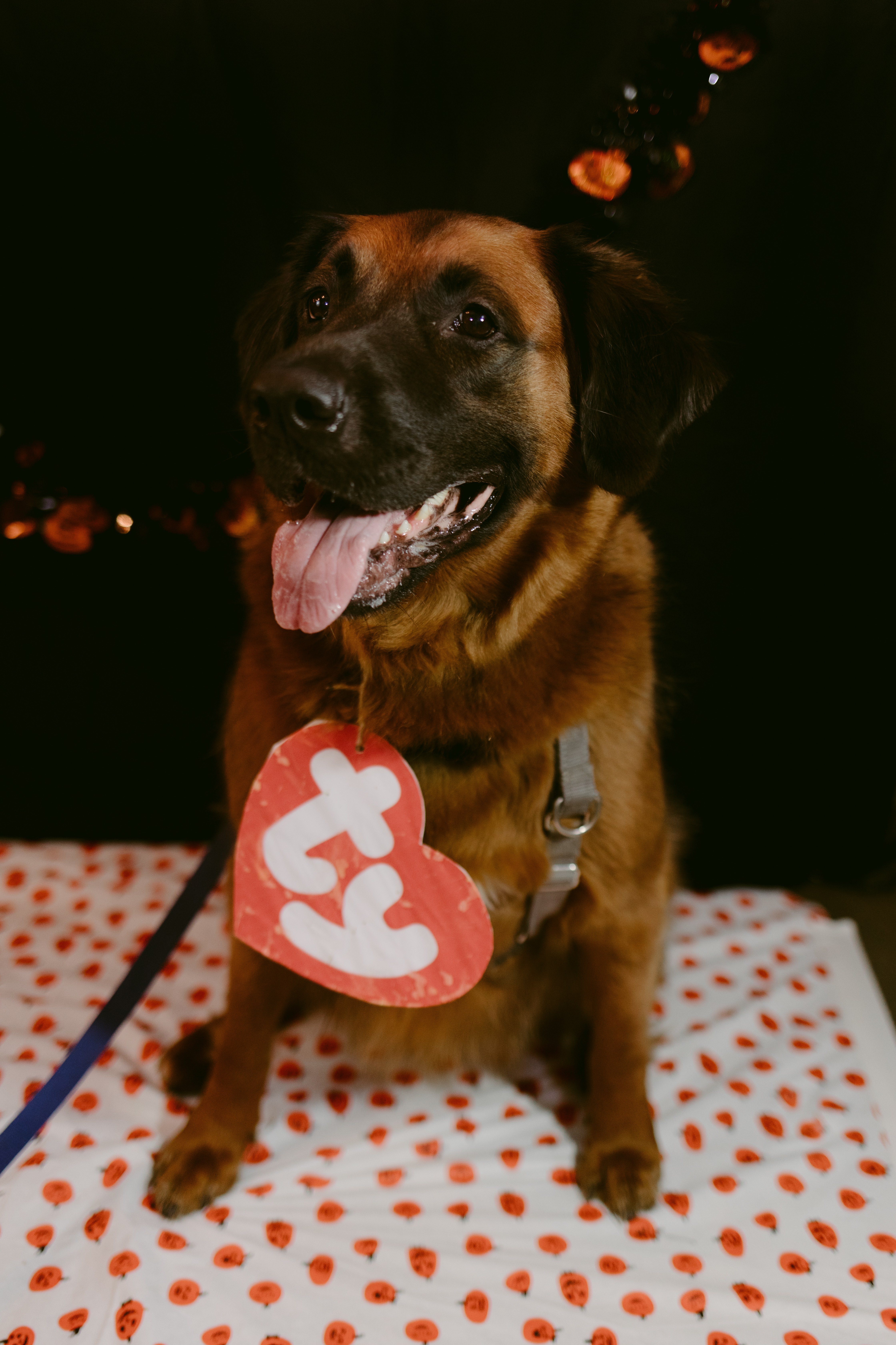 Red golden retriever dog dressed as a beanie baby for halloween at Toronto Dog Mom halloween event. 