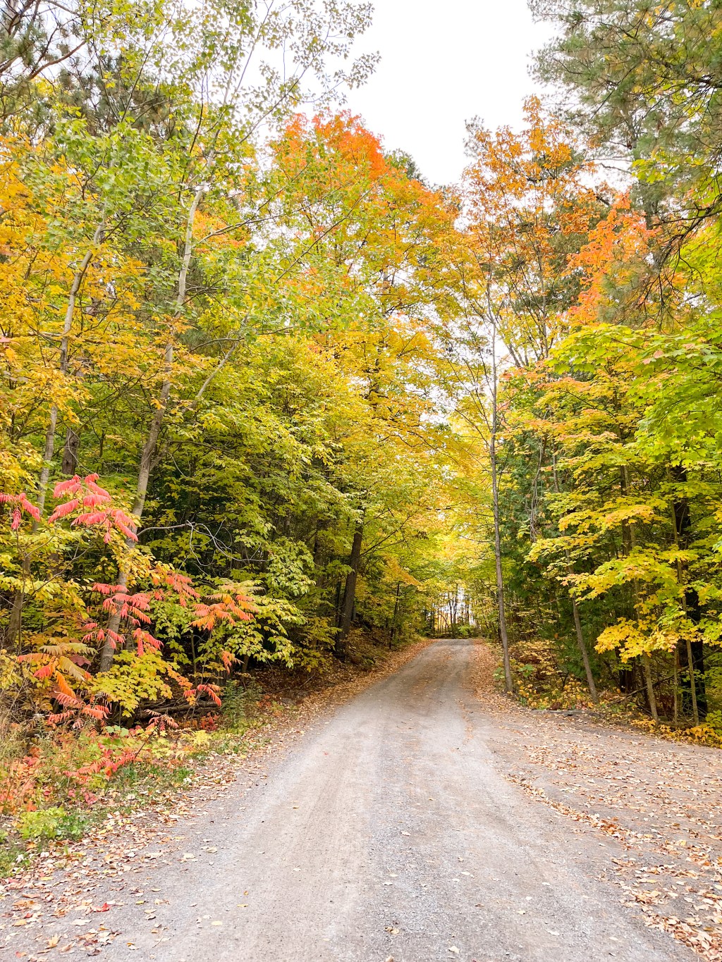 Fall leaves in Havelock Ontario at The Trace Resort