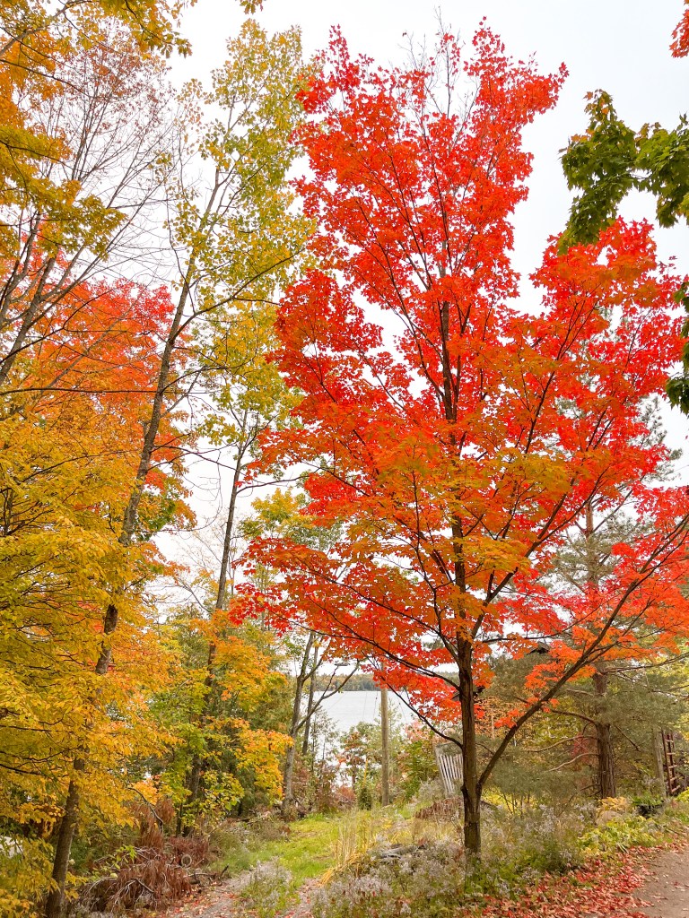 Fall weekend getaway at The Trace in Havelock, Ontario on Oak Lake. Vibrant red and orange leaves overlooking a lake.