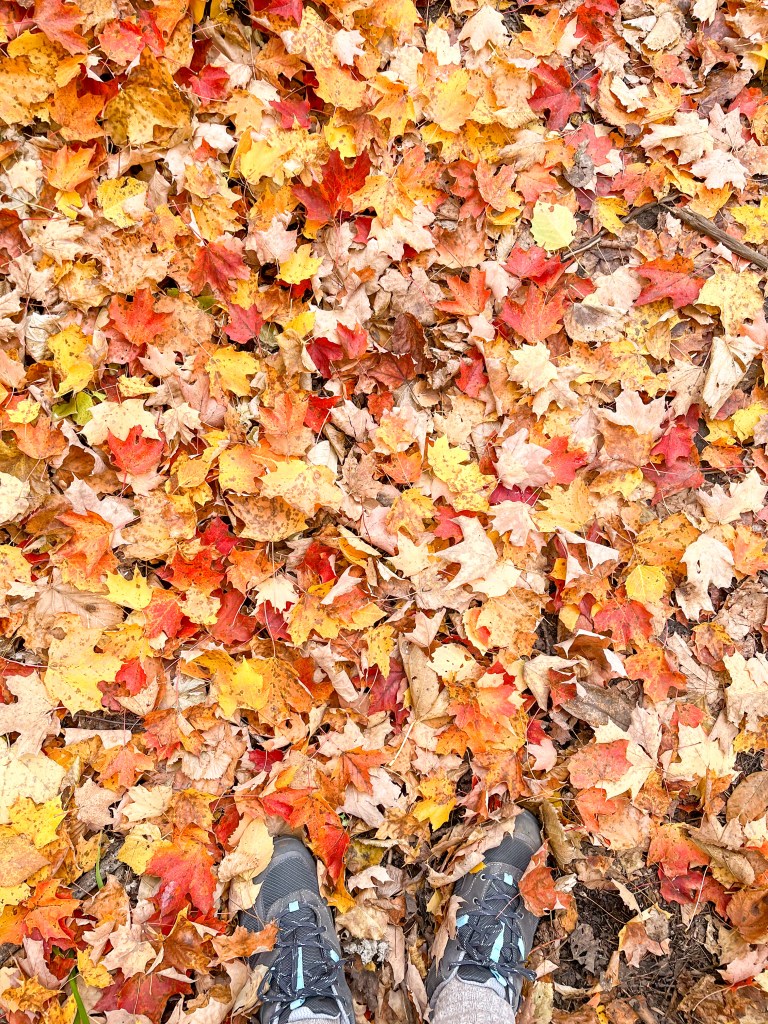 Red, orange and yellow bed of leaves on hiking trail at Petroglyphs Provincial Park. Women's hiking shoes with fall leaves.