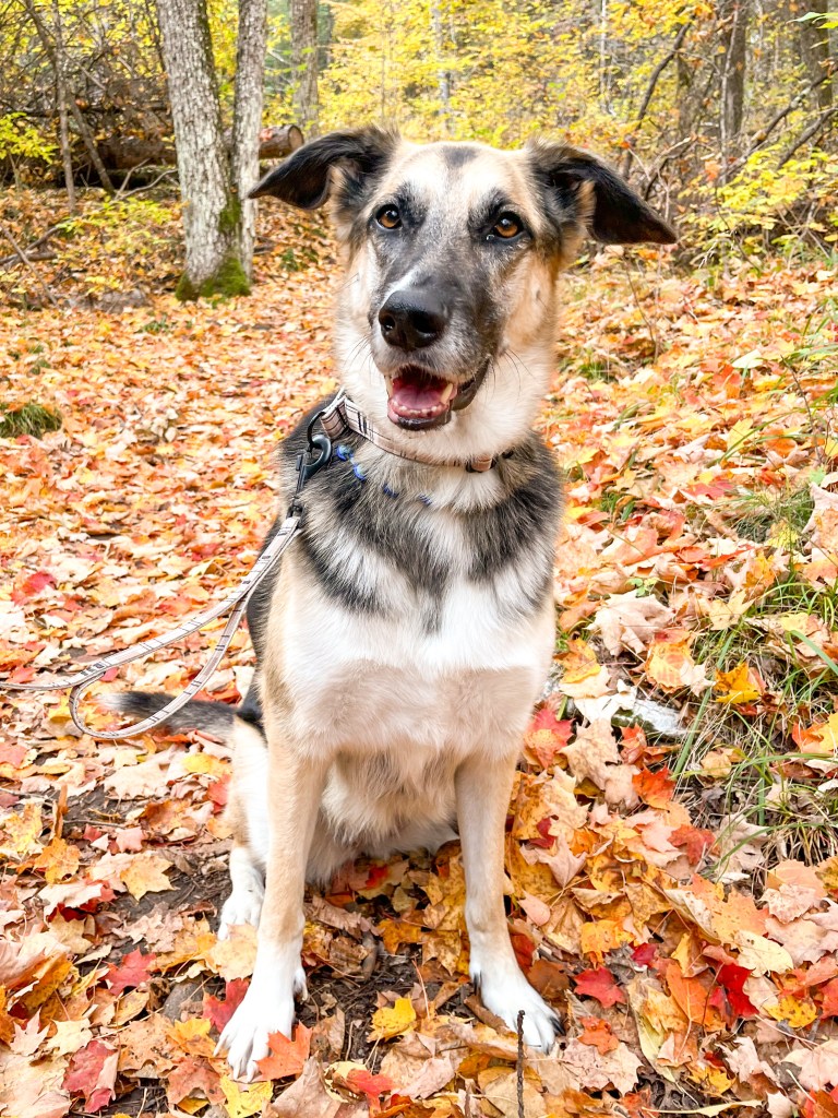 German Shepherd mix dog enjoying Fall hiking at Petroglyphs Provincial Park with vibrant fall leaves on the ground.
